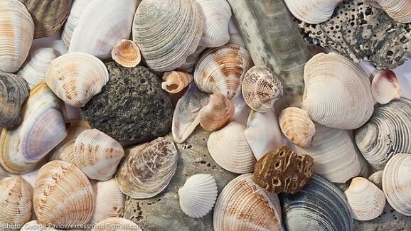 shells as a good luck amulet