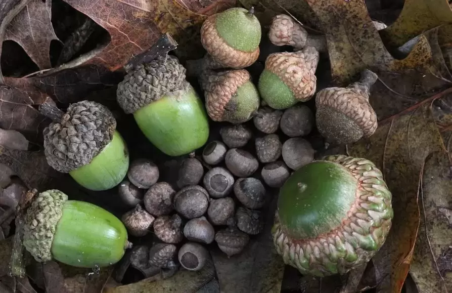 good luck amulet - acorn