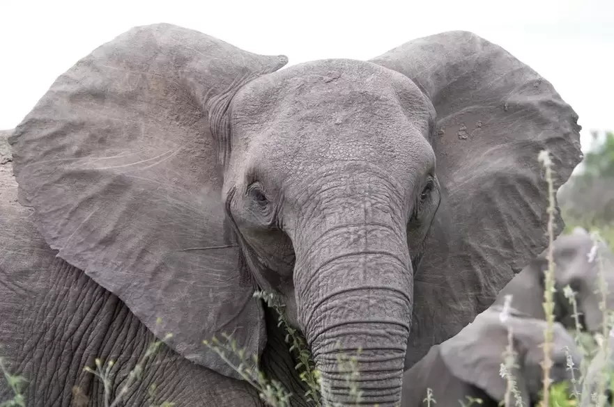 good luck amulet - elephant